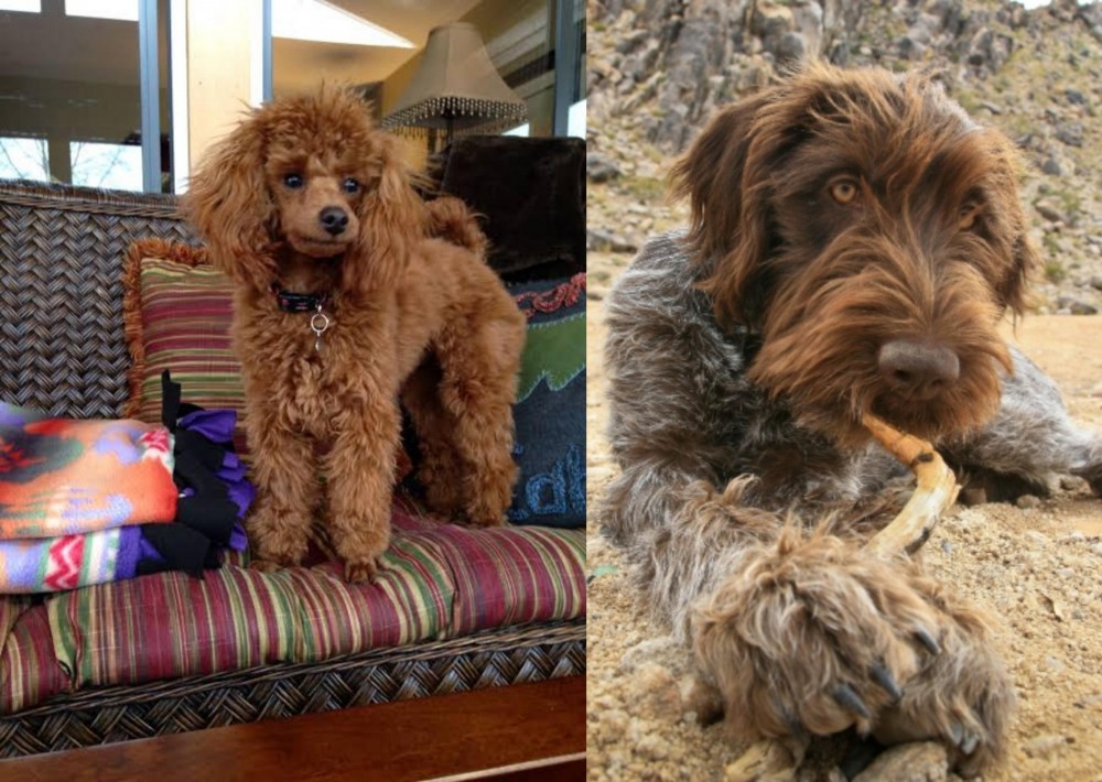 Wirehaired Pointing Griffon vs Miniature Poodle - Breed Comparison