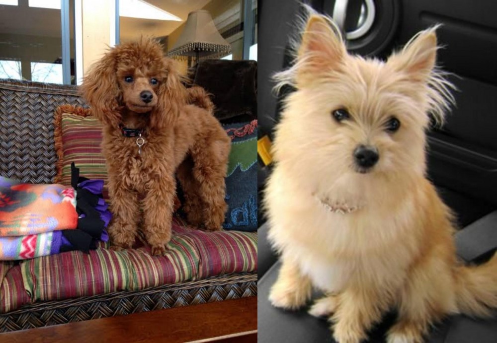 Yoranian vs Miniature Poodle - Breed Comparison