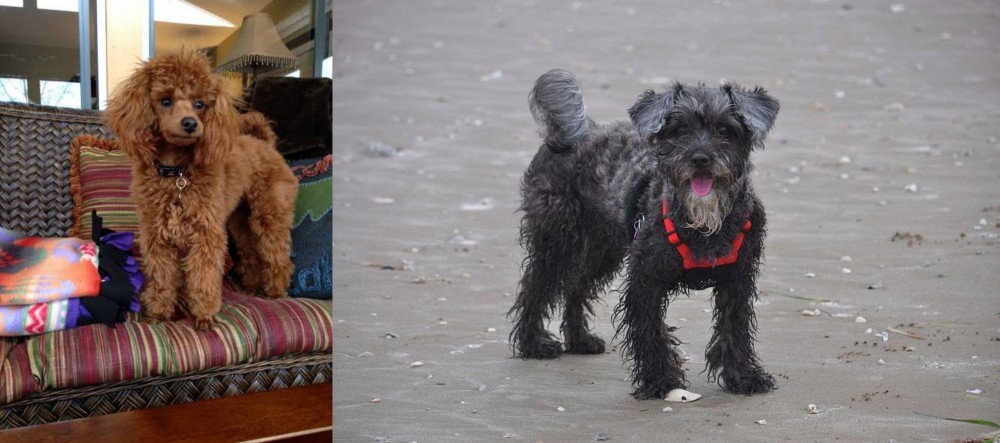 YorkiePoo vs Miniature Poodle - Breed Comparison