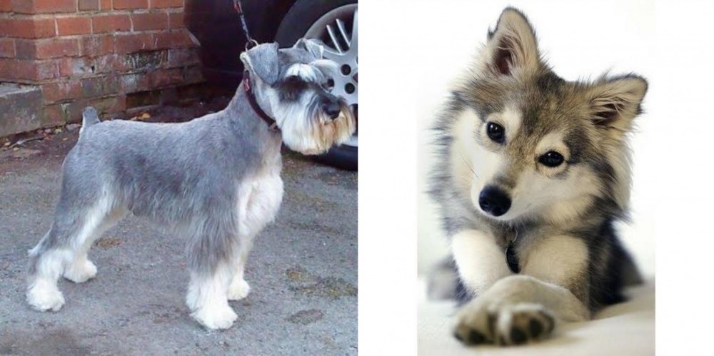 Miniature Siberian Husky vs Miniature Schnauzer - Breed Comparison