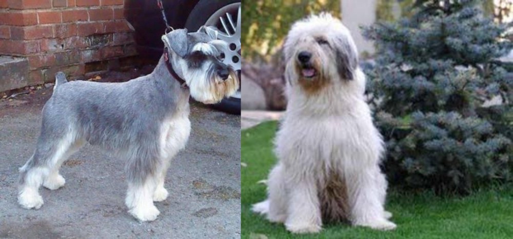 Mioritic Sheepdog vs Miniature Schnauzer - Breed Comparison