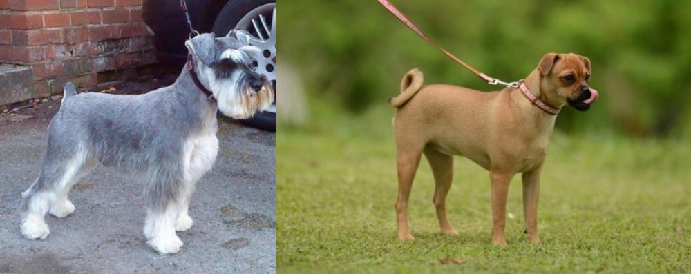 Muggin vs Miniature Schnauzer - Breed Comparison