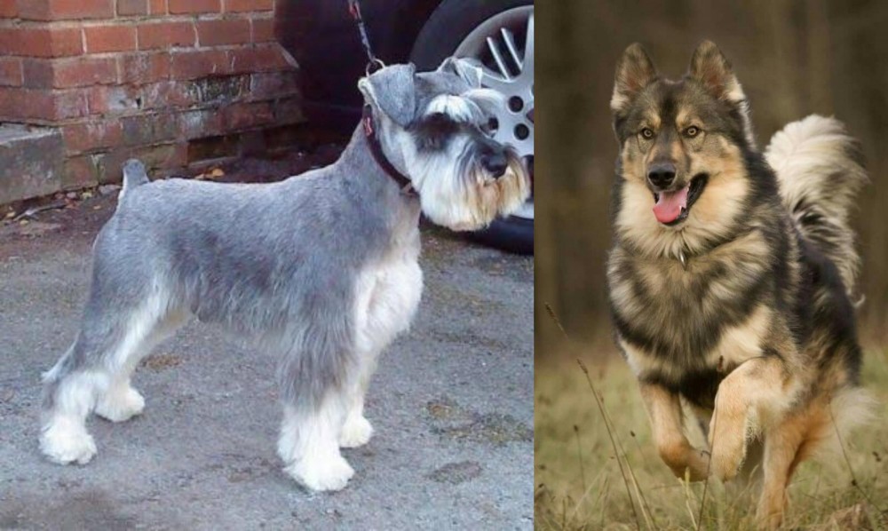 Native American Indian Dog vs Miniature Schnauzer - Breed Comparison