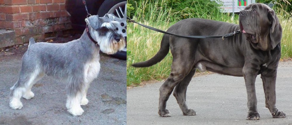 Neapolitan Mastiff vs Miniature Schnauzer - Breed Comparison