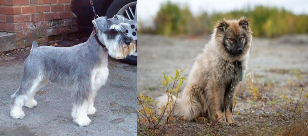 Nenets Herding Laika vs Miniature Schnauzer - Breed Comparison