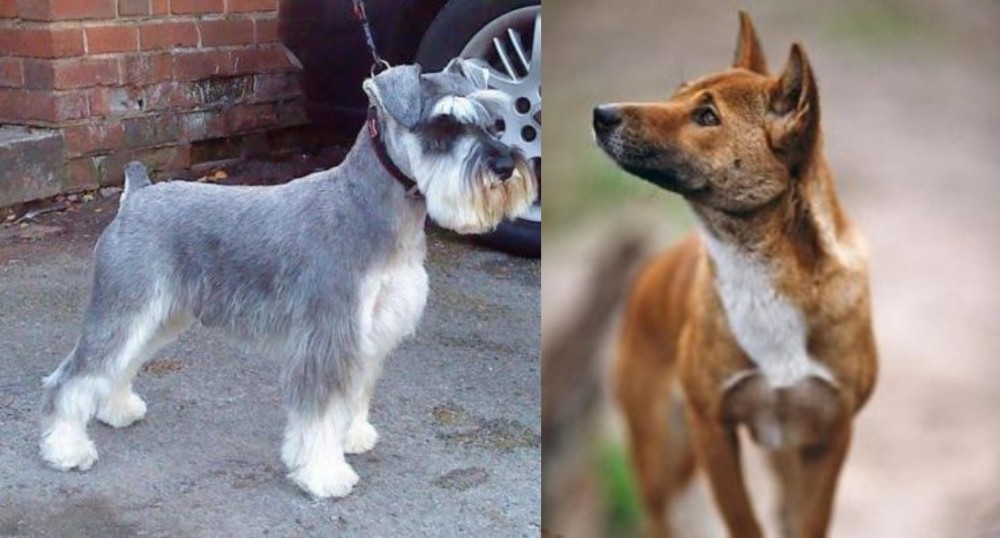 New Guinea Singing Dog vs Miniature Schnauzer - Breed Comparison
