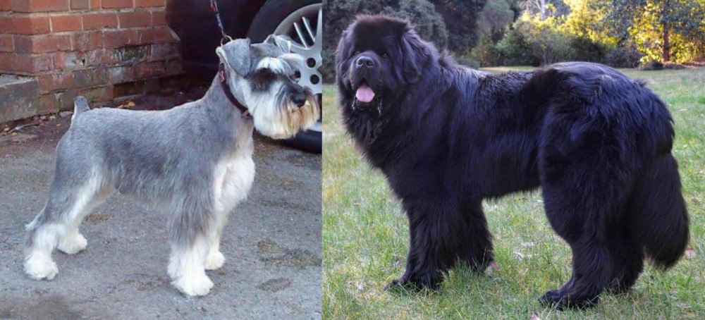 Newfoundland Dog vs Miniature Schnauzer - Breed Comparison