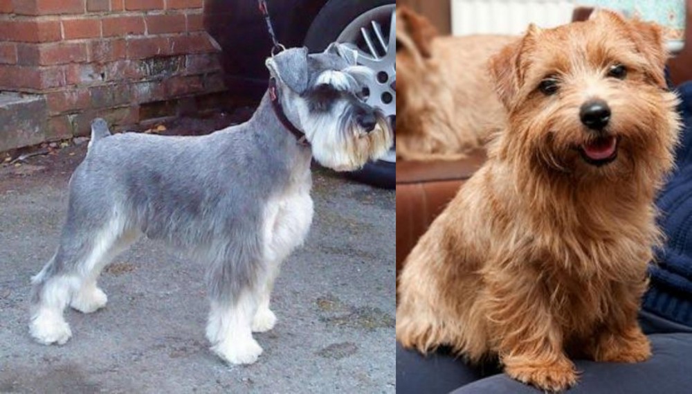 Norfolk Terrier vs Miniature Schnauzer - Breed Comparison