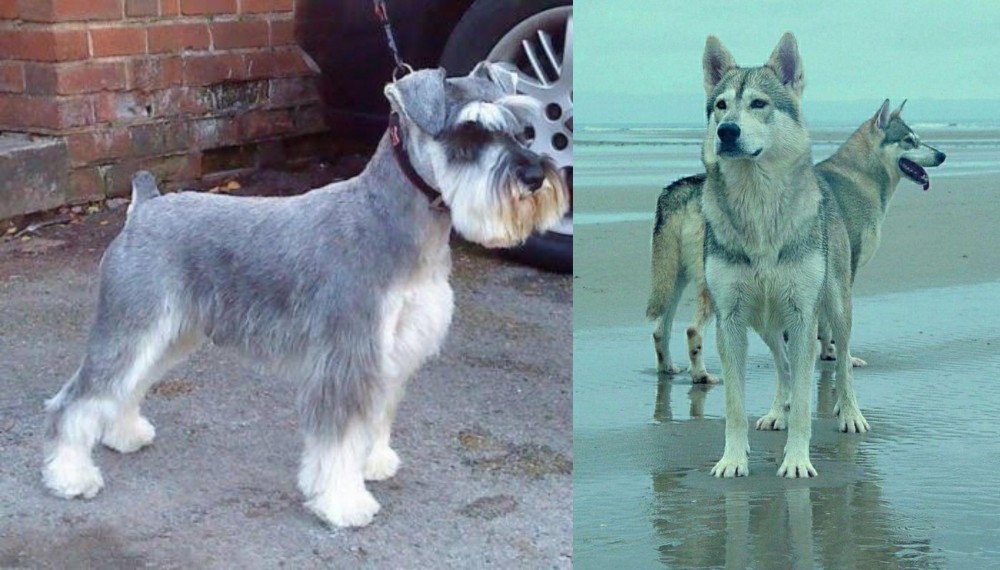Northern Inuit Dog vs Miniature Schnauzer - Breed Comparison
