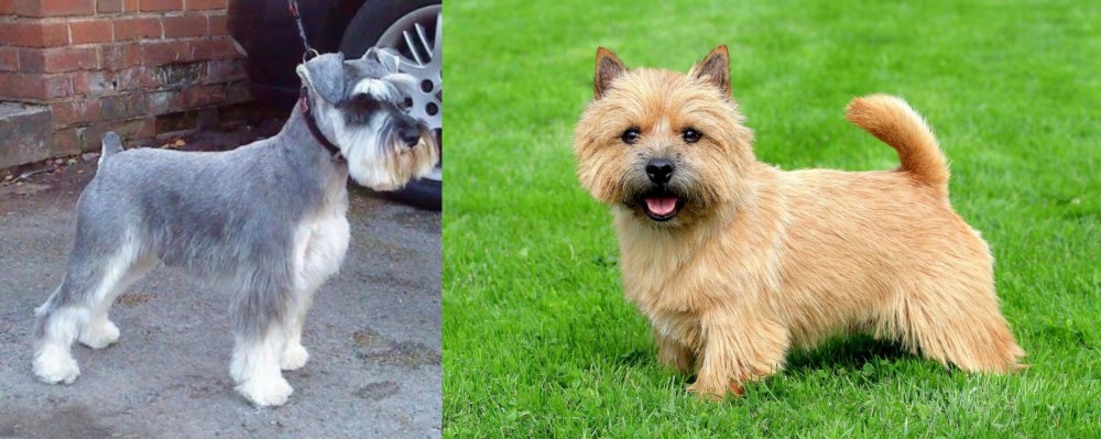 Norwich Terrier vs Miniature Schnauzer - Breed Comparison