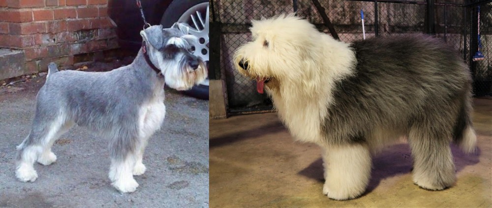 Old English Sheepdog vs Miniature Schnauzer - Breed Comparison