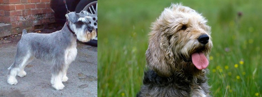 Otterhound vs Miniature Schnauzer - Breed Comparison