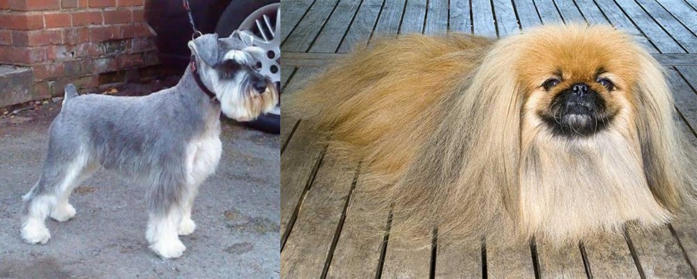 Pekingese vs Miniature Schnauzer - Breed Comparison