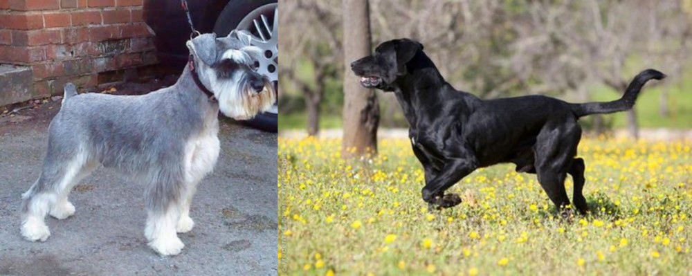 Perro de Pastor Mallorquin vs Miniature Schnauzer - Breed Comparison