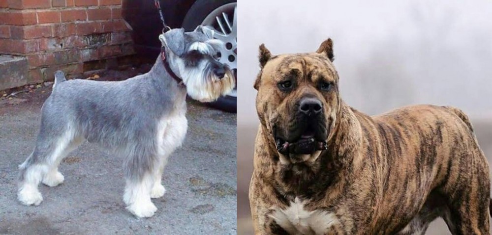 Perro de Presa Canario vs Miniature Schnauzer - Breed Comparison