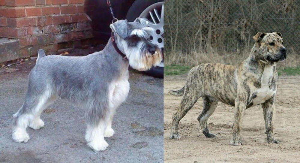 Perro de Presa Mallorquin vs Miniature Schnauzer - Breed Comparison