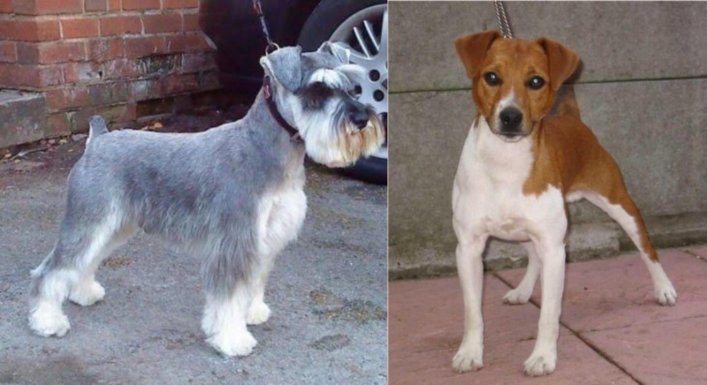 Plummer Terrier vs Miniature Schnauzer - Breed Comparison