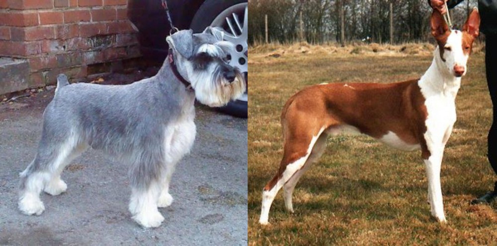 Podenco Canario vs Miniature Schnauzer - Breed Comparison