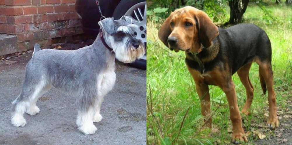 Polish Hound vs Miniature Schnauzer - Breed Comparison