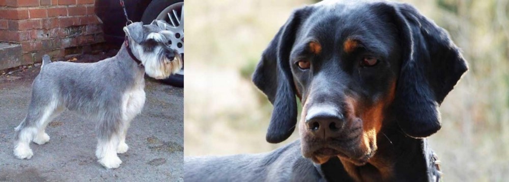Polish Hunting Dog vs Miniature Schnauzer - Breed Comparison