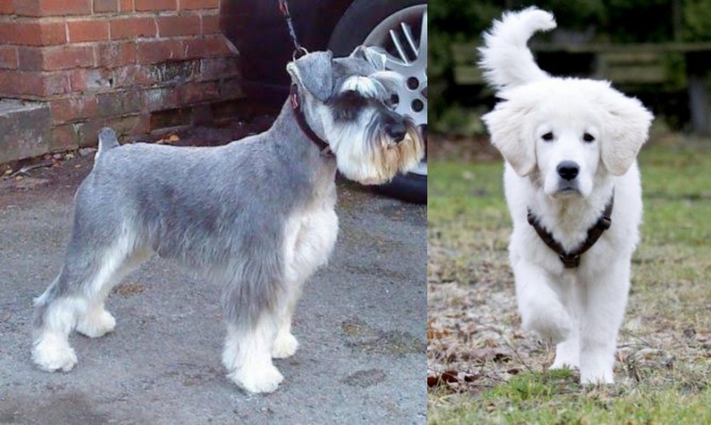 Polish Tatra Sheepdog vs Miniature Schnauzer - Breed Comparison