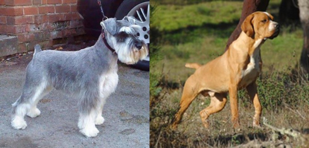Portuguese Pointer vs Miniature Schnauzer - Breed Comparison