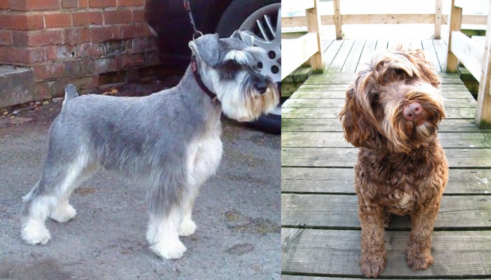 Portuguese Water Dog vs Miniature Schnauzer - Breed Comparison