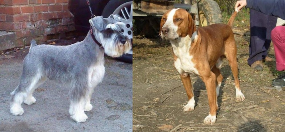 Posavac Hound vs Miniature Schnauzer - Breed Comparison