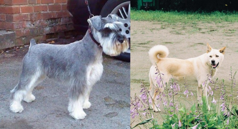 Pungsan Dog vs Miniature Schnauzer - Breed Comparison