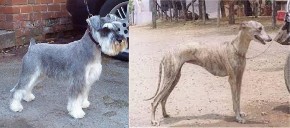 Rampur Greyhound vs Miniature Schnauzer - Breed Comparison