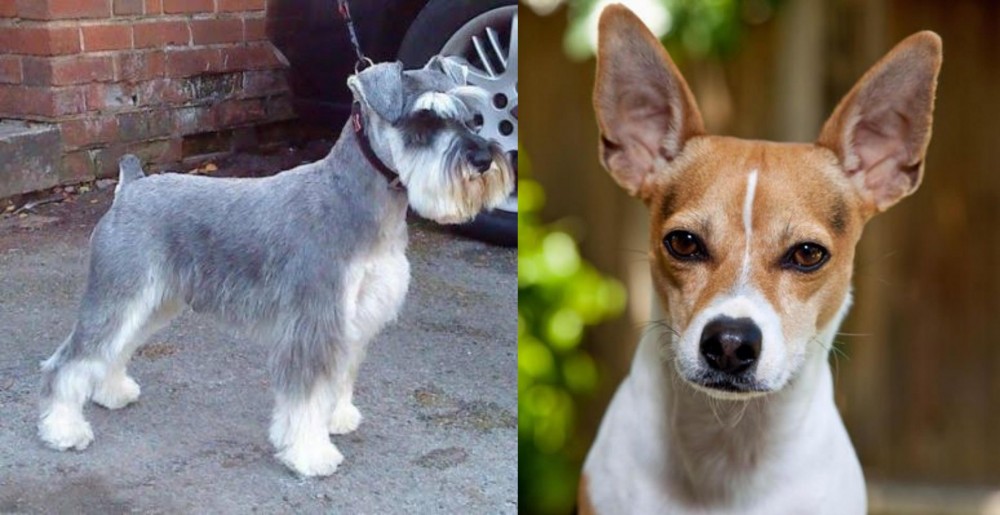 Rat Terrier vs Miniature Schnauzer - Breed Comparison
