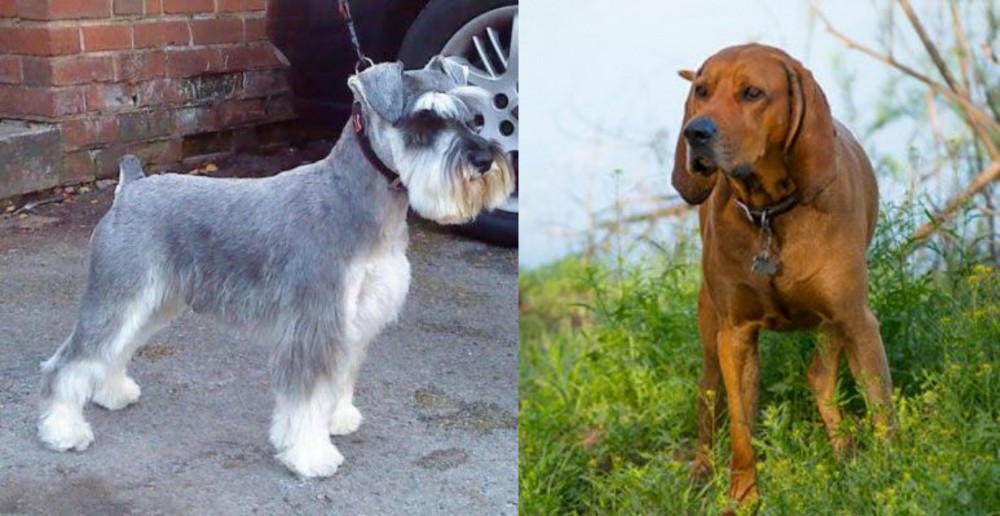 Redbone Coonhound vs Miniature Schnauzer - Breed Comparison
