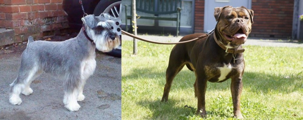 Renascence Bulldogge vs Miniature Schnauzer - Breed Comparison