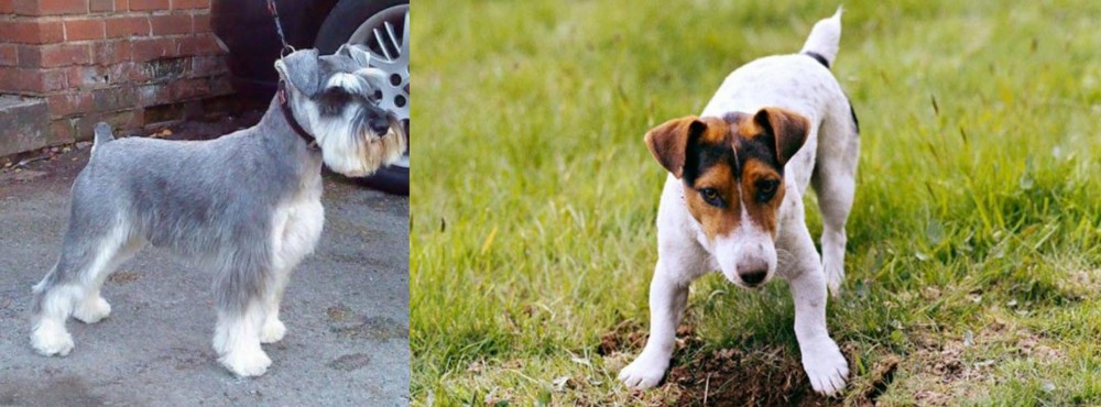 Russell Terrier vs Miniature Schnauzer - Breed Comparison