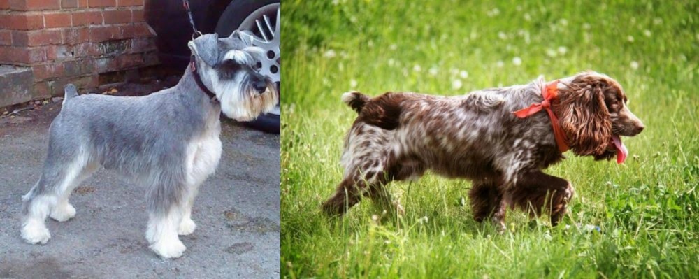Russian Spaniel vs Miniature Schnauzer - Breed Comparison