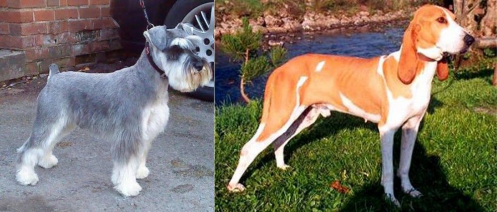 Schweizer Laufhund vs Miniature Schnauzer - Breed Comparison