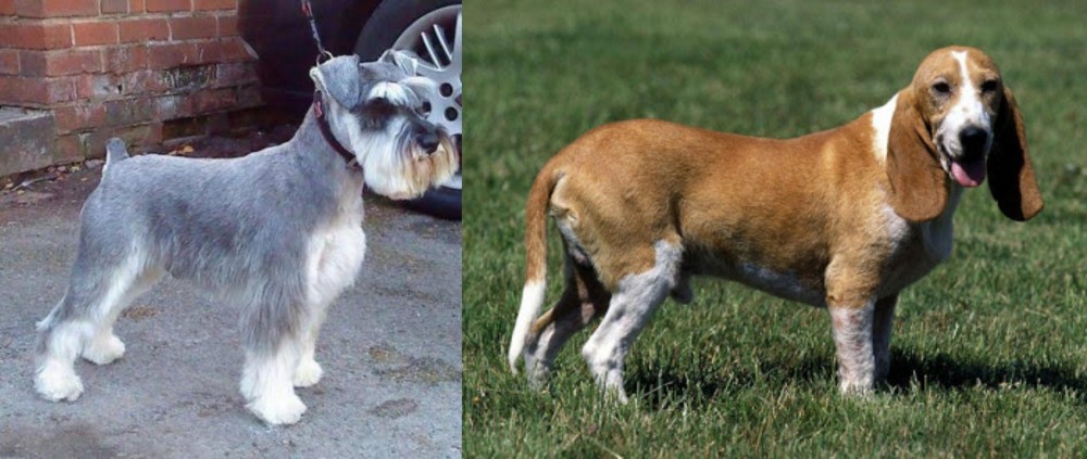 Schweizer Niederlaufhund vs Miniature Schnauzer - Breed Comparison