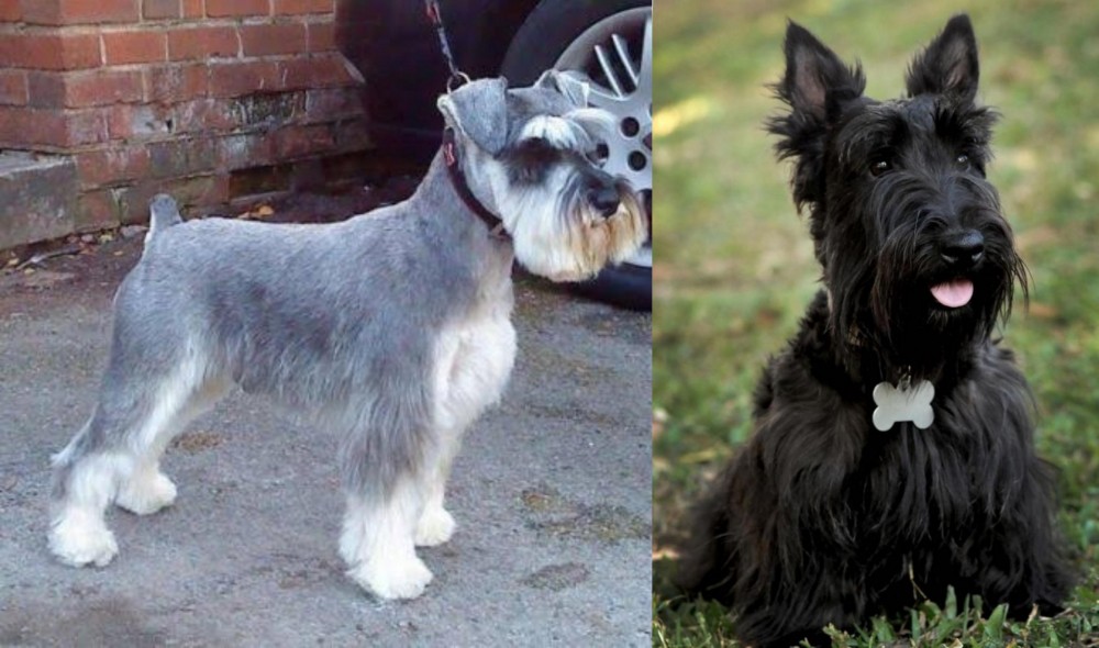 Scoland Terrier vs Miniature Schnauzer - Breed Comparison