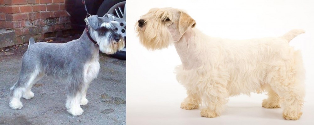 Sealyham Terrier vs Miniature Schnauzer - Breed Comparison