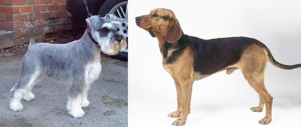 Serbian Hound vs Miniature Schnauzer - Breed Comparison