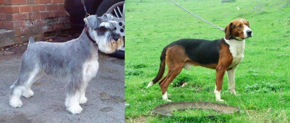Serbian Tricolour Hound vs Miniature Schnauzer - Breed Comparison