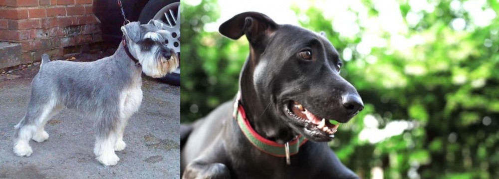 Shepard Labrador vs Miniature Schnauzer - Breed Comparison