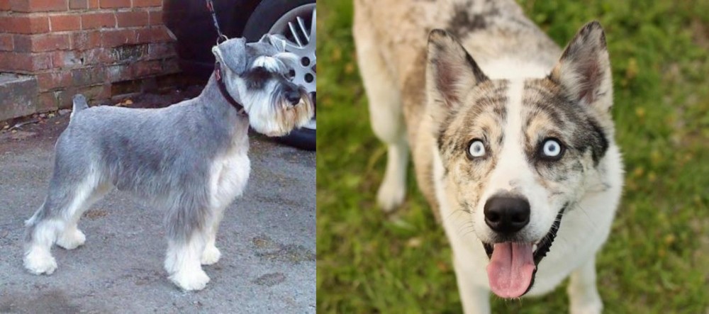 Shepherd Husky vs Miniature Schnauzer - Breed Comparison