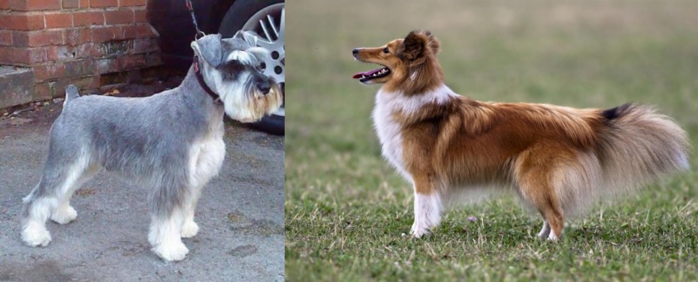 Shetland Sheepdog vs Miniature Schnauzer - Breed Comparison