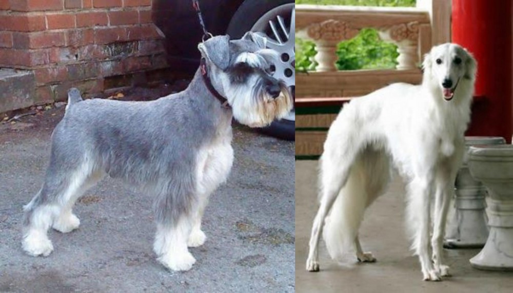 Silken Windhound vs Miniature Schnauzer - Breed Comparison