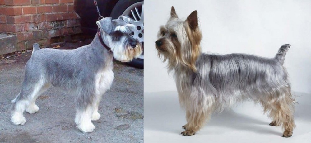 Silky Terrier vs Miniature Schnauzer - Breed Comparison