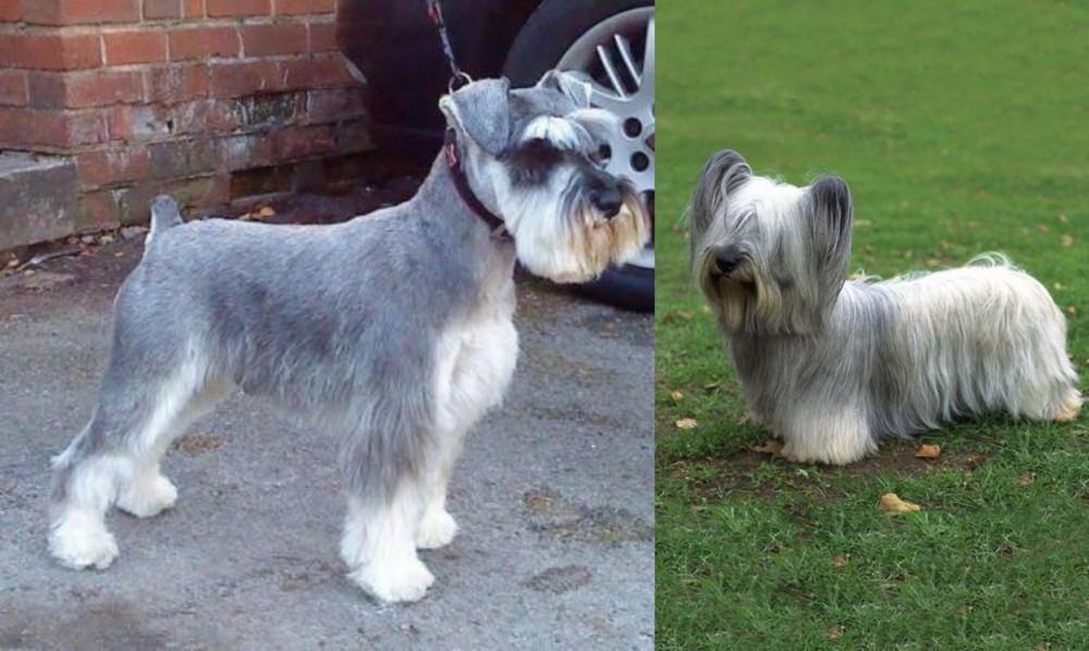 Skye Terrier vs Miniature Schnauzer - Breed Comparison