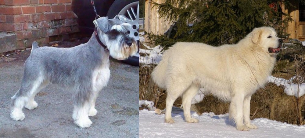 Slovak Cuvac vs Miniature Schnauzer - Breed Comparison
