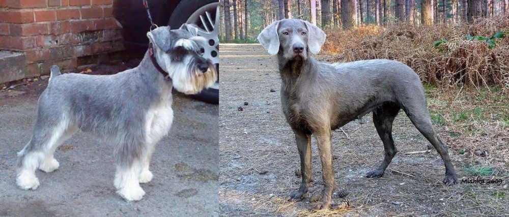 Slovensky Hrubosrsty Stavac vs Miniature Schnauzer - Breed Comparison