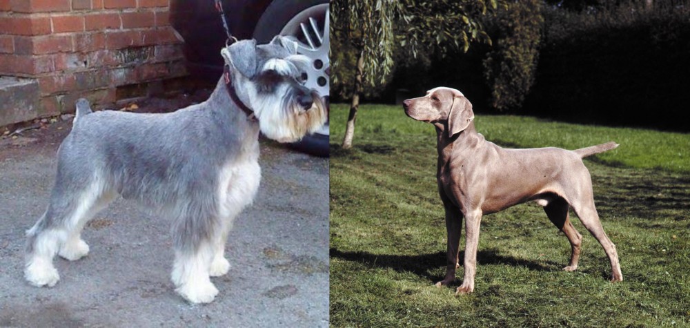 Smooth Haired Weimaraner vs Miniature Schnauzer - Breed Comparison